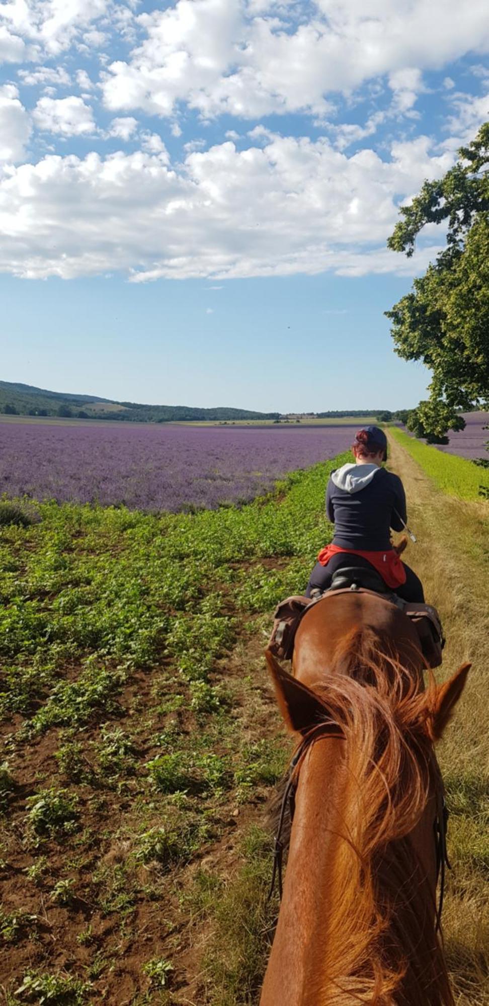 Chambres Entre Ventoux Et Luberon Sault-de-Vaucluse Esterno foto